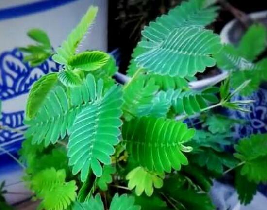 含羞草的特点是什么