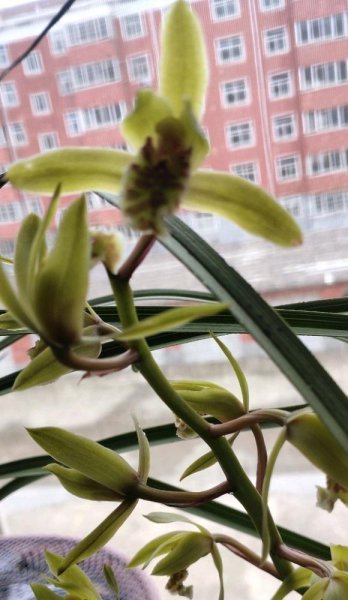 兰花淋雨水会有什么影响