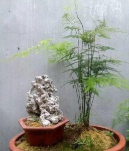文竹黄叶怎么办 文竹黄叶的原因及解决办法