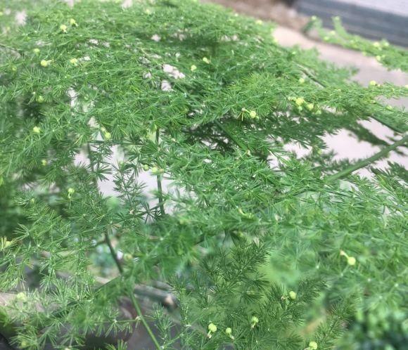 文竹黄叶怎么办
