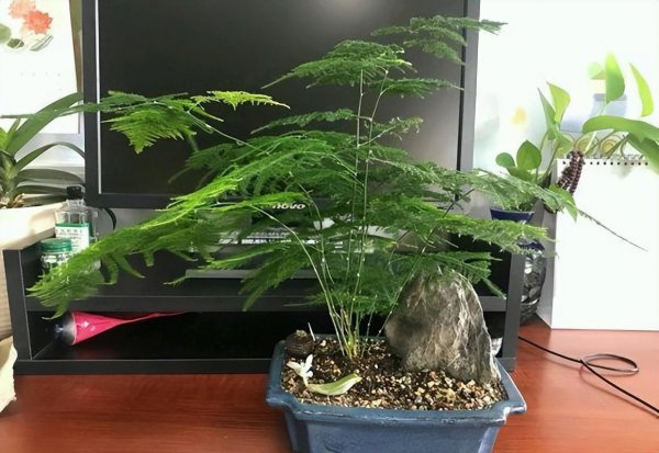 文竹黄叶怎么办