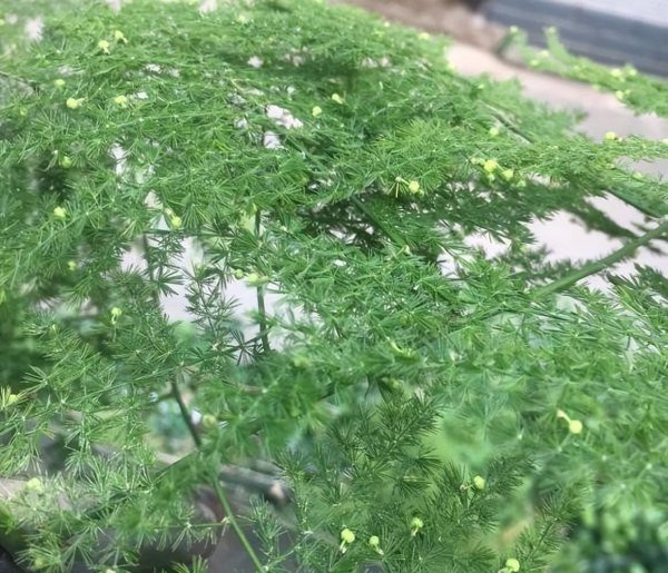 文竹黄叶怎么办