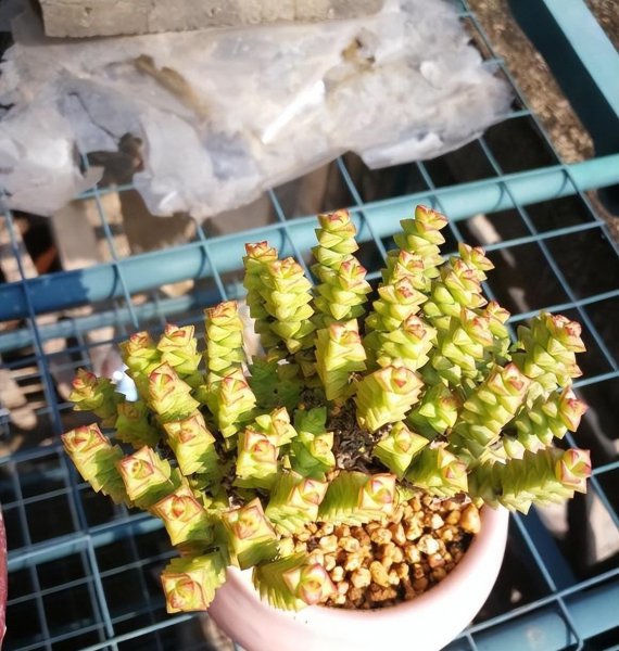 有什么办法让多肉夏天不化水