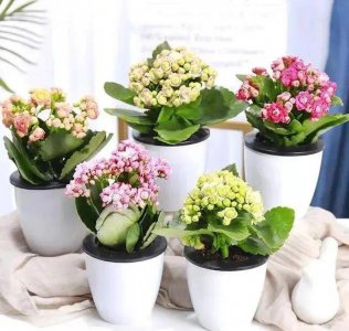 能从春天开花到夏天的花卉有哪些 盘点6种花期在春、夏的植物