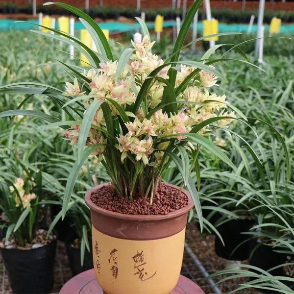 能从春天开花到夏天的花卉有哪些