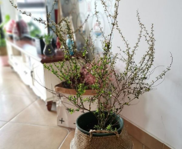 雪柳水培怎么养殖