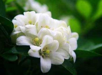 九里香不开花是什么原因 九里香花期介绍及不开花的原因解析