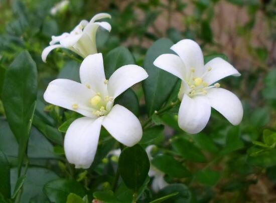 九里香不开花是什么原因