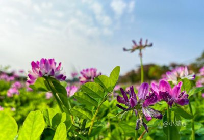 春天路边开花的野花有哪些 30种春季开花的野花您都认识吗