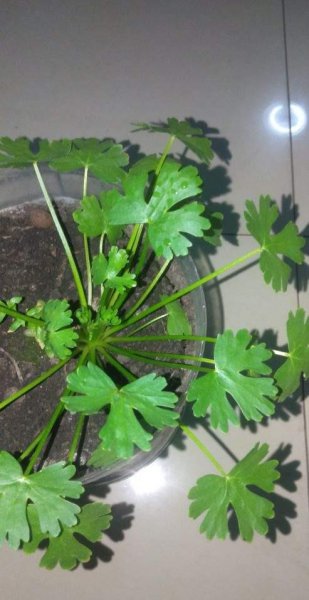 春天路边开花的野花有哪些