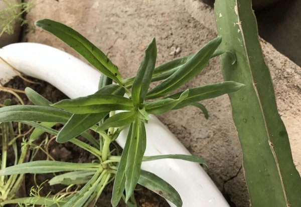 春天路边开花的野花有哪些
