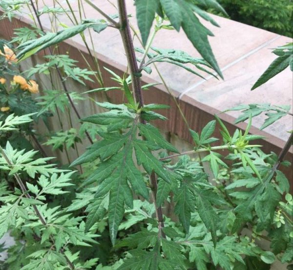 春天路边开花的野花有哪些