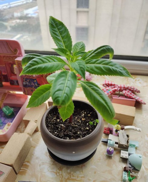 春天路边开花的野花有哪些