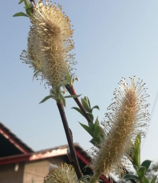 春天路边开花的野花有哪些