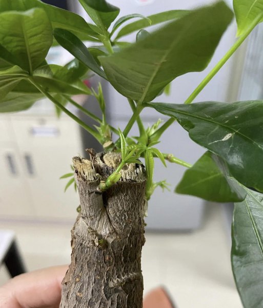 发财树适合用什么水浇