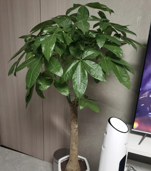 发财树适合用什么水浇
