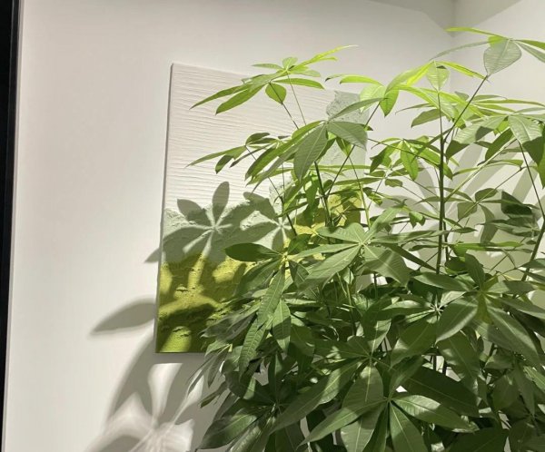 发财树适合用什么水浇