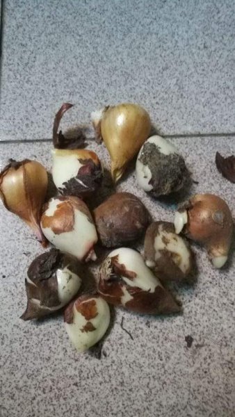 球根植物球越来越小怎么办
