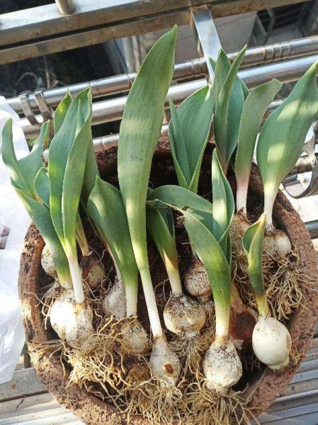 球根植物球越来越小怎么办