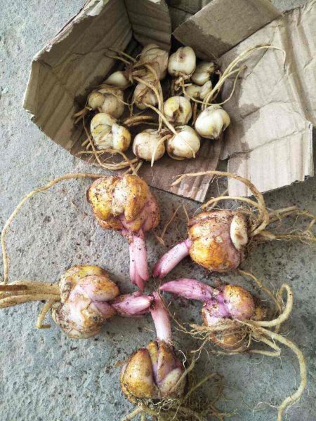 球根植物球越来越小怎么办