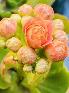 长寿花春天怎么养护才能开花爆盆 有关长寿花春季养护技巧