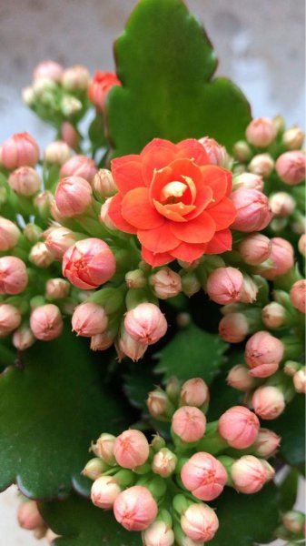 长寿花春天怎么养护才能开花爆盆