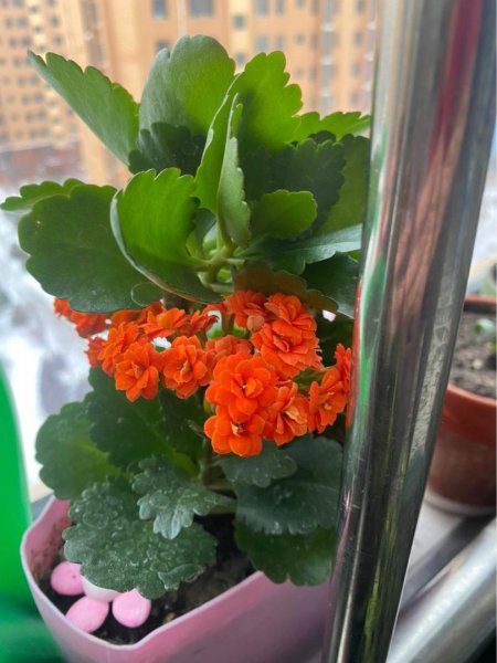 长寿花春天怎么养护才能开花爆盆