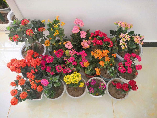 长寿花春天怎么养护才能开花爆盆