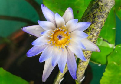 睡莲切花怎么养殖才开花 有关睡莲养殖方法