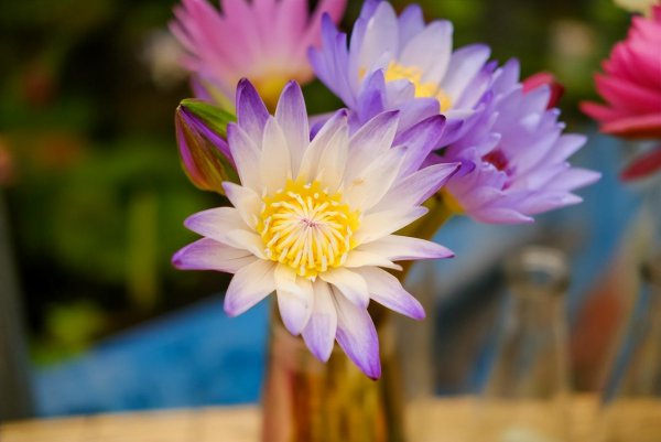 睡莲切花怎么养殖才开花
