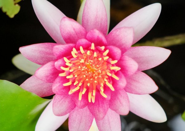 睡莲切花怎么养殖才开花
