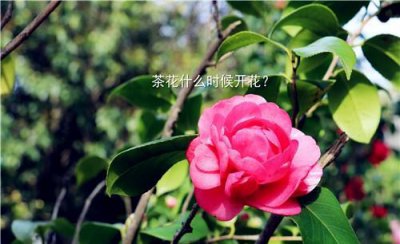 山茶花一般在什么时候开花 有关山简介及花期介绍