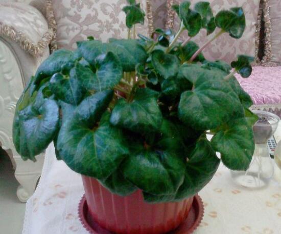 仙客来不开花怎么办