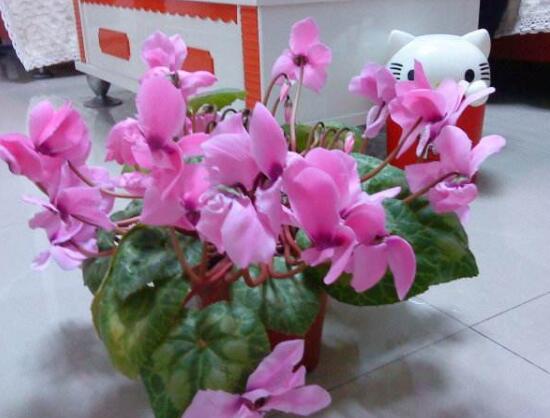 仙客来不开花怎么办