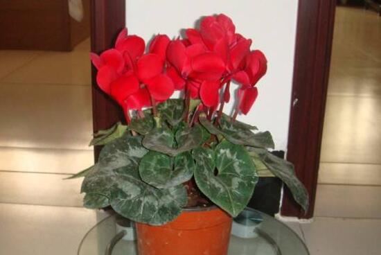 仙客来不开花怎么办