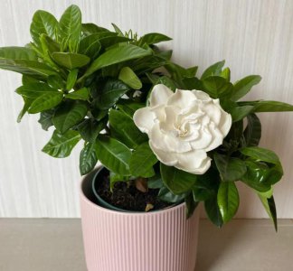 栀子花冬天怎么养护 有关栀子花过冬养护小技巧