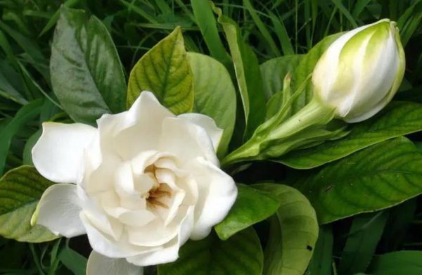栀子花冬天怎么养护