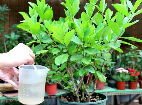 栀子花冬天怎么养护