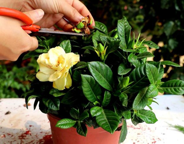栀子花冬天怎么养护