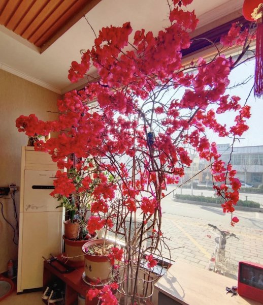 三角梅开花慢是怎么回事