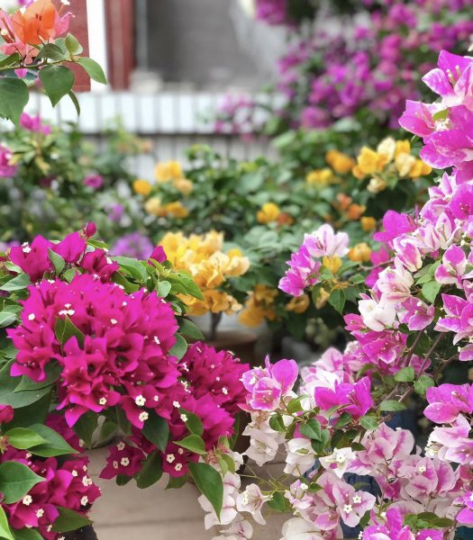 三角梅开花慢是怎么回事