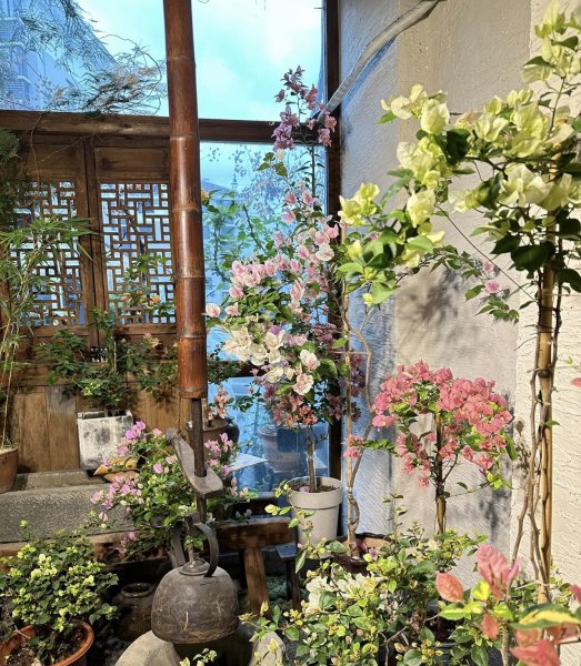 三角梅开花慢是怎么回事