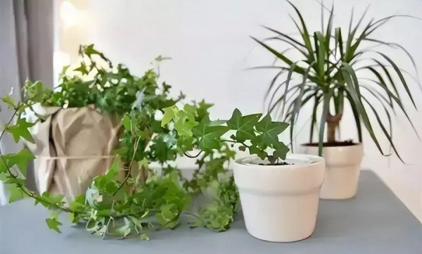 雨水时节怎么给植物养根