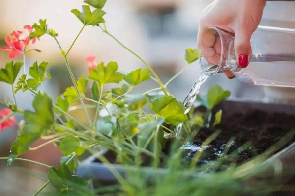 雨水时节怎么给植物养根