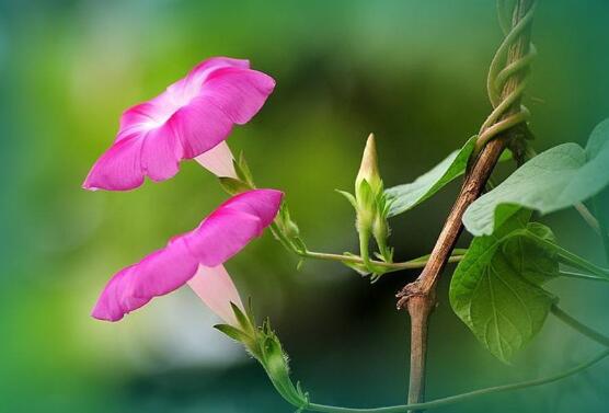 牵牛花有毒吗可以养在室内吗
