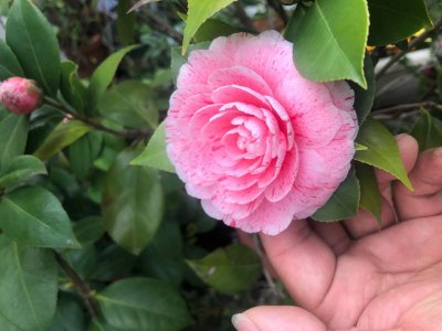 茶花开花时间具体是什么时候 有关茶花花期介绍