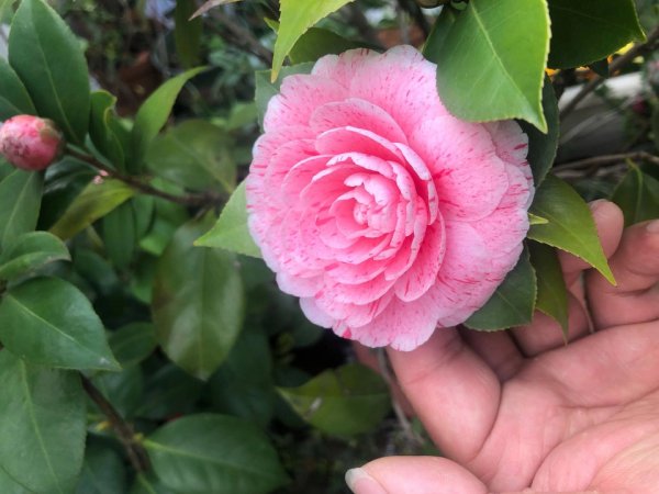 茶花开花时间具体是什么时候