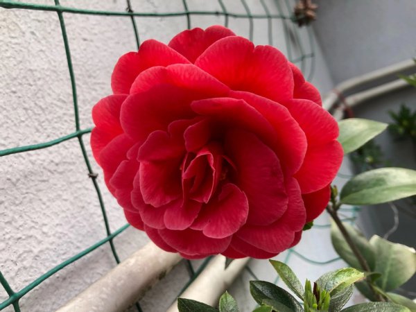 茶花开花时间具体是什么时候