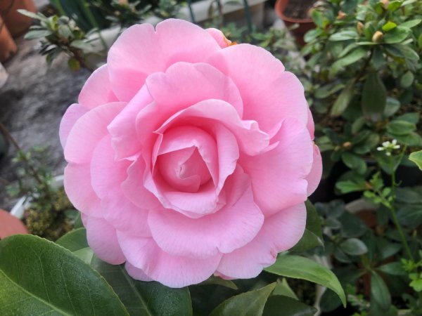 茶花开花时间具体是什么时候