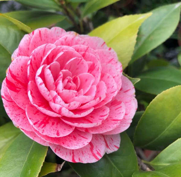 茶花开花时间具体是什么时候